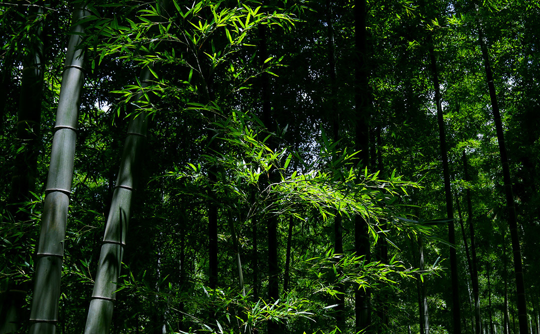 “以竹代塑”｜加快(kuài)推進全竹生(shēng)活！