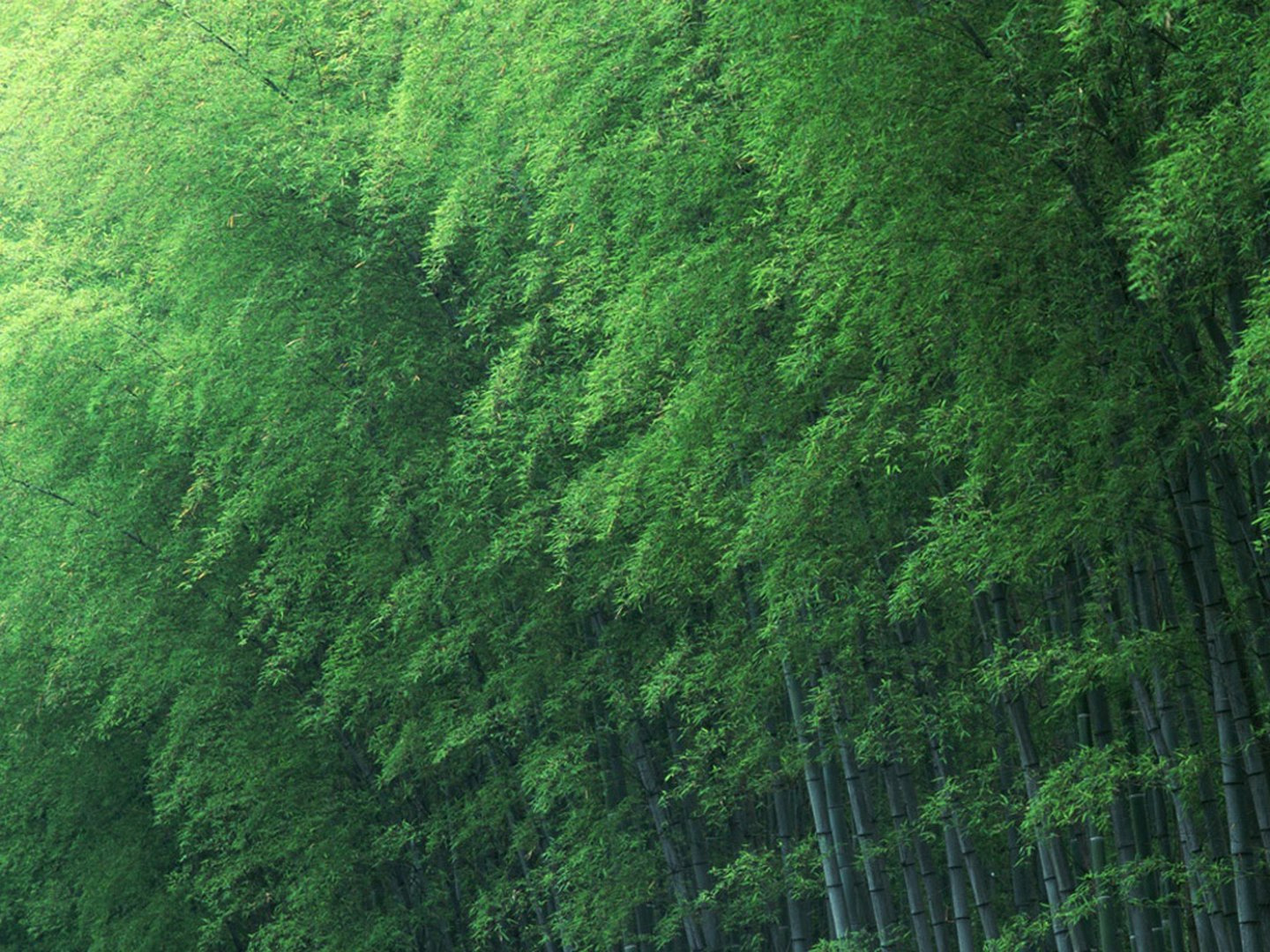 竹子(zǐ)怎麽樣處理(lǐ)不(bù)變形